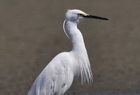 Little Egret2.jpg